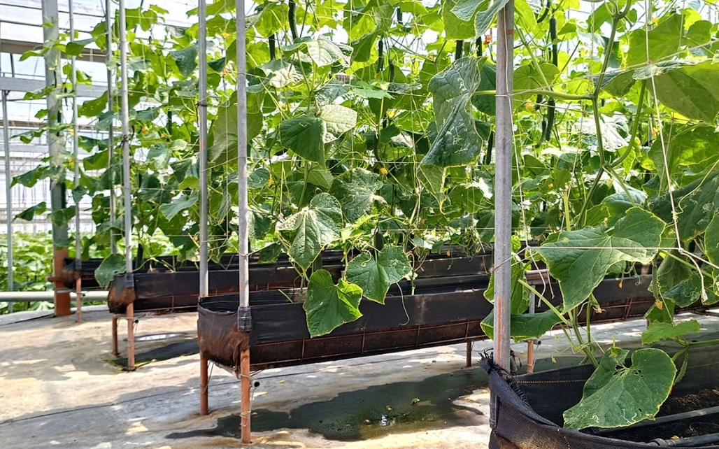 小黃瓜種植技巧