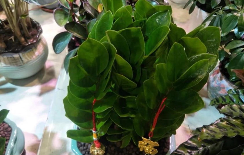 金錢樹葉子變黑 金錢樹葉子變黑