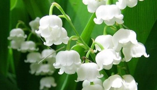 自由象征花卉 自由象征花卉