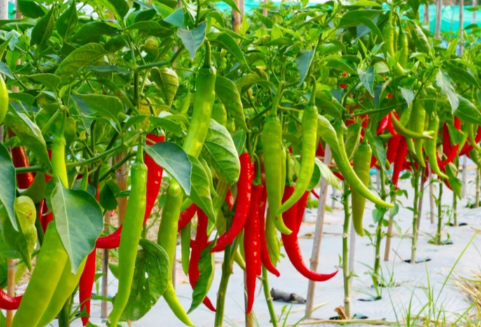 辣椒灌溉技巧