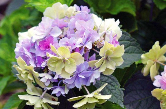 希望之花種類 希望之花種類