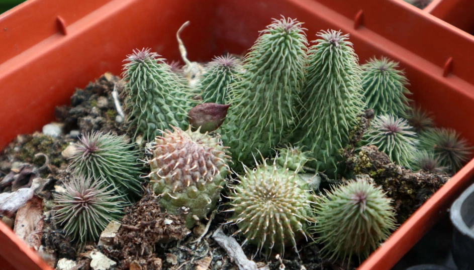 多肉換盆時機 多肉換盆時機