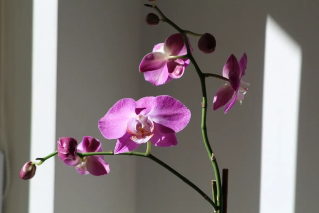 蘭花葉子發黃 蘭花葉子發黃