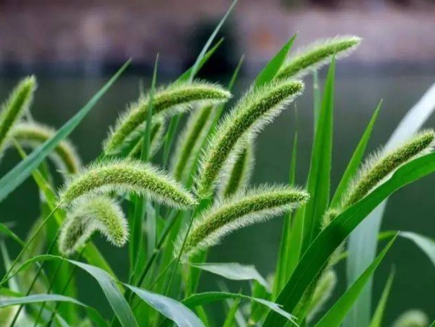 禾本科雜草種類 禾本科雜草種類