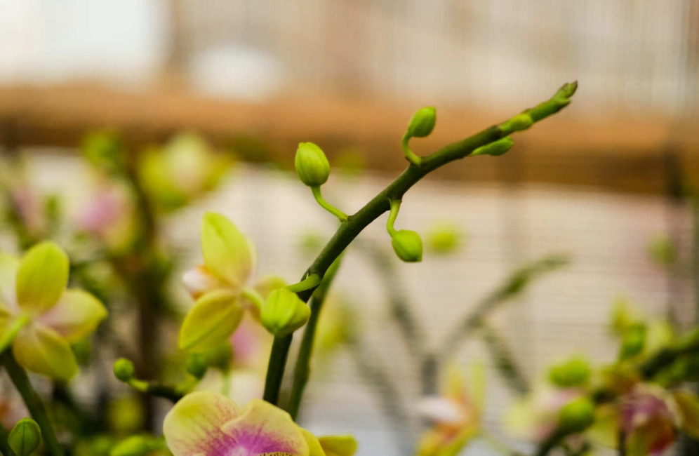 蝴蝶蘭養護 蝴蝶蘭養護