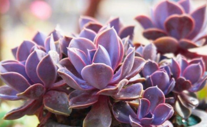 多肉洗根步驟 多肉洗根步驟