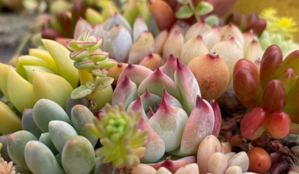 多肉植物養護