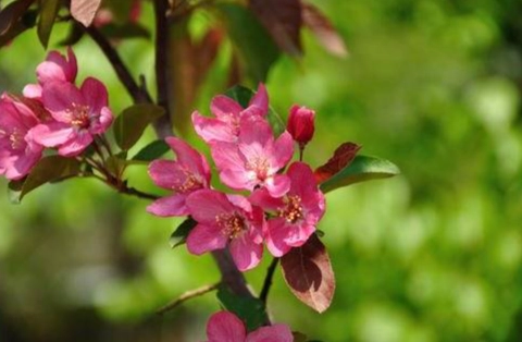 花卉象徵意義 花卉象徵意義