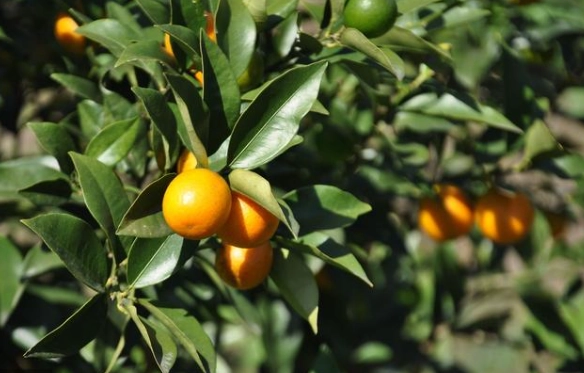 金桔葉子變黃處理