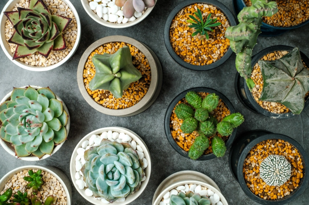 多肉植物照顧方法