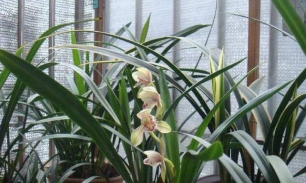 兰花浇水方法 兰花浇水方法