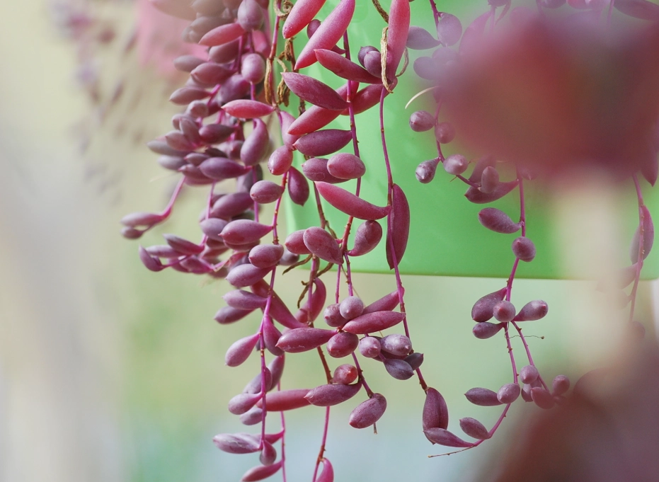 多肉換盆洗根方法 多肉換盆洗根方法