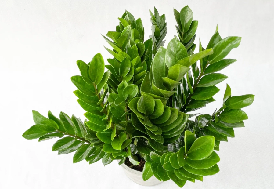 金錢樹病害防治