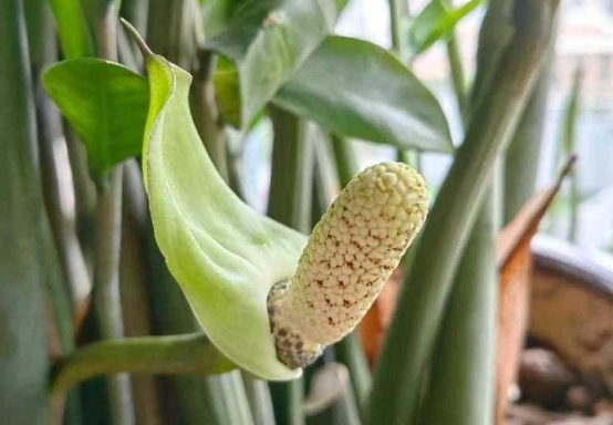 金錢樹養護技巧