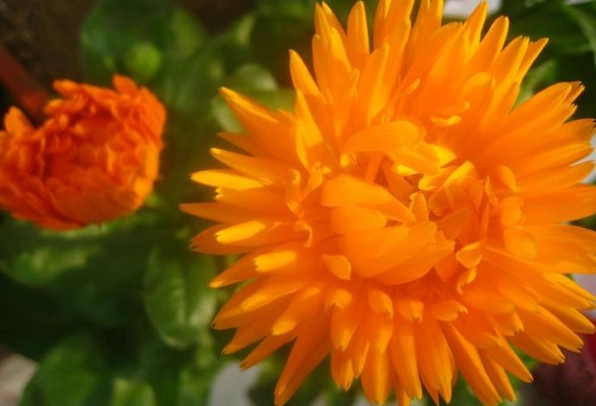 貓咪中毒症狀 貓咪中毒症狀