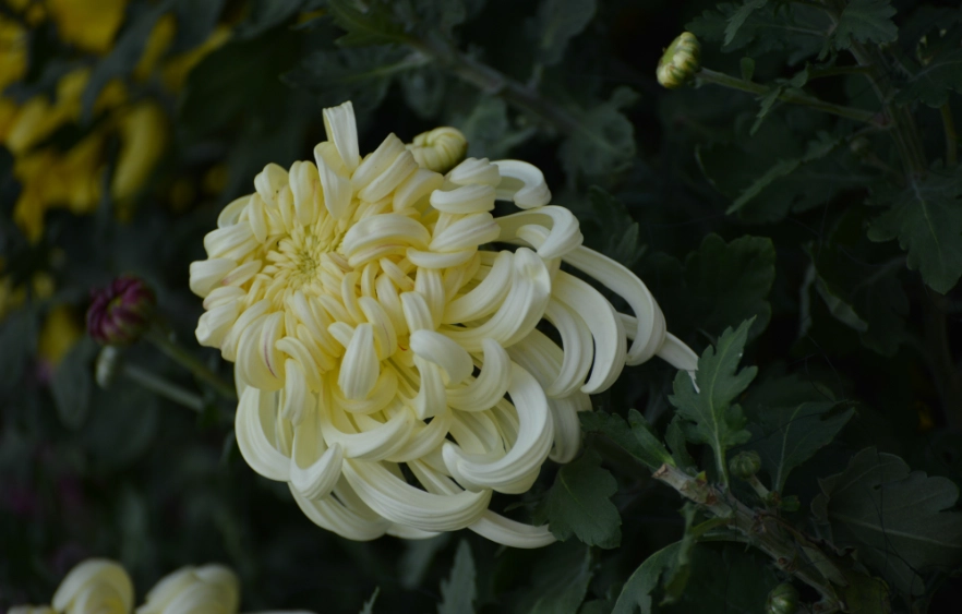 黃菊花功效 黃菊花功效