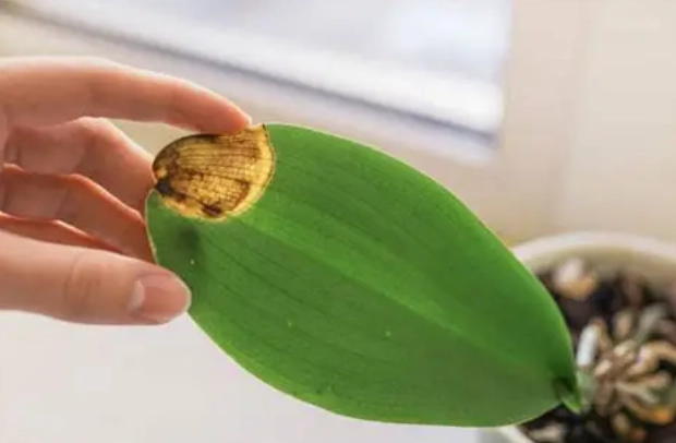 蘭花葉子變軟原因