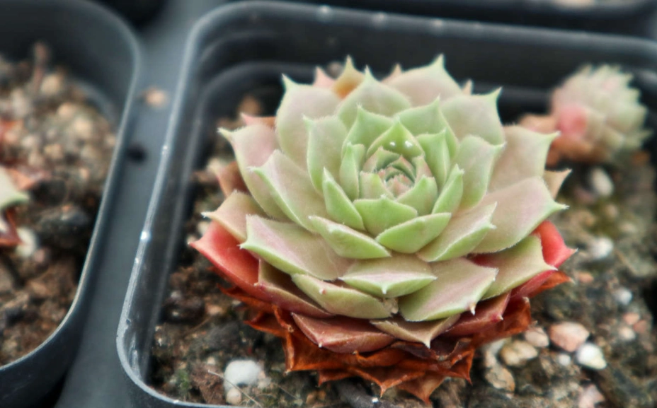 多肉植物換盆方法