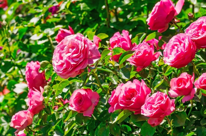 花語意思 花語意思