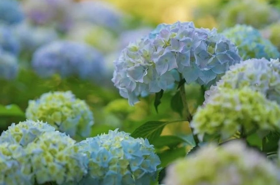 希望之花種類 希望之花種類