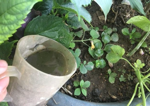 盆栽小黃瓜技巧 盆栽小黃瓜技巧