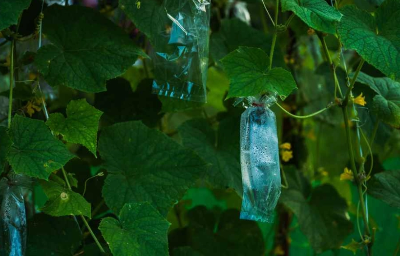 小黃瓜種植秘訣