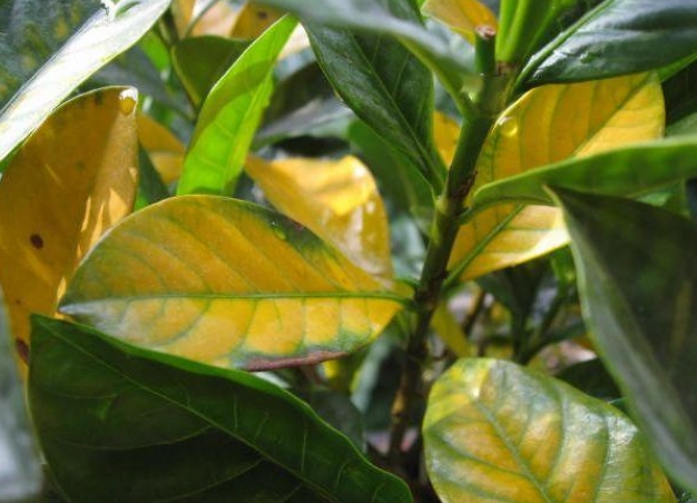 叶子变黄原因