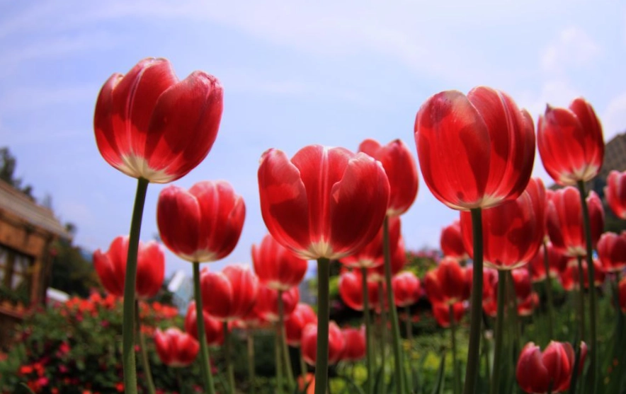 花語溫柔 花語溫柔