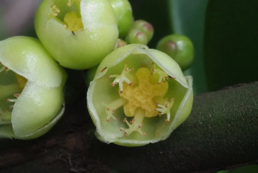 福木開花條件 福木開花條件