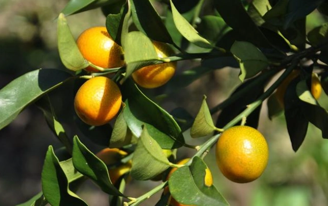 金桔葉子變黃預防