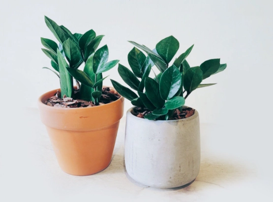 金錢樹換盆時機 金錢樹換盆時機