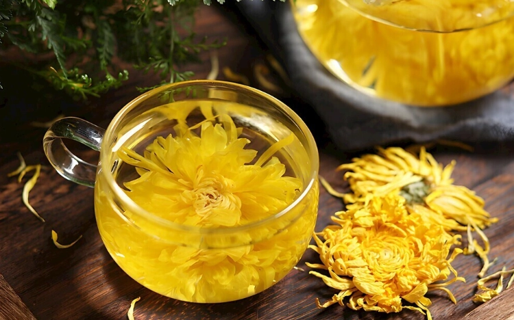 血菊花茶泡法 血菊花茶泡法