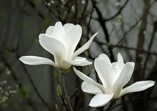 玉蘭花寵物安全 玉蘭花寵物安全