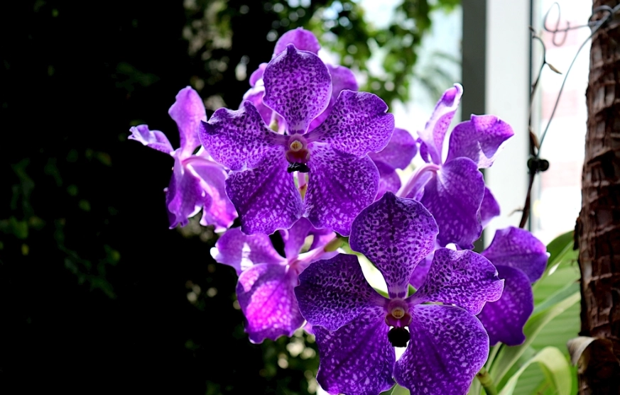 蘭花盆栽照顧 蘭花盆栽照顧