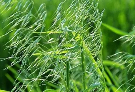 雜草管理方法 雜草管理方法