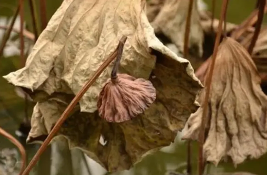 枯萎樹木救治方法