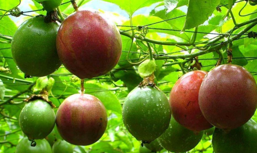 百香果食譜 百香果食譜