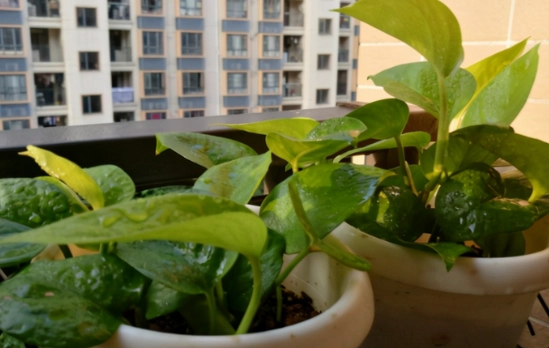 換盆後澆水方法