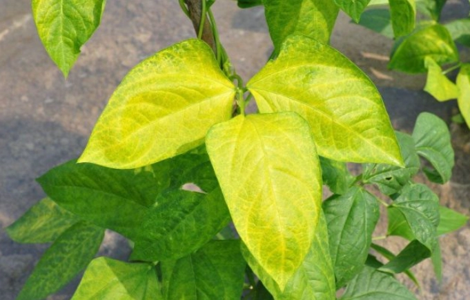 叶子变黄原因 叶子变黄原因