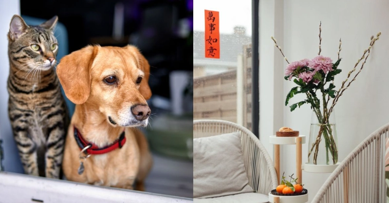 貓咪有毒植物 貓咪有毒植物