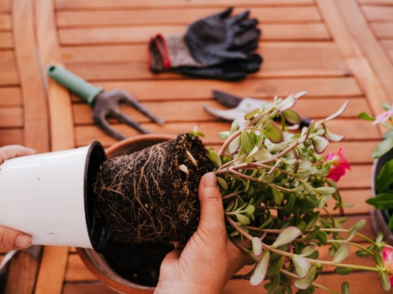 換盆後澆水時間