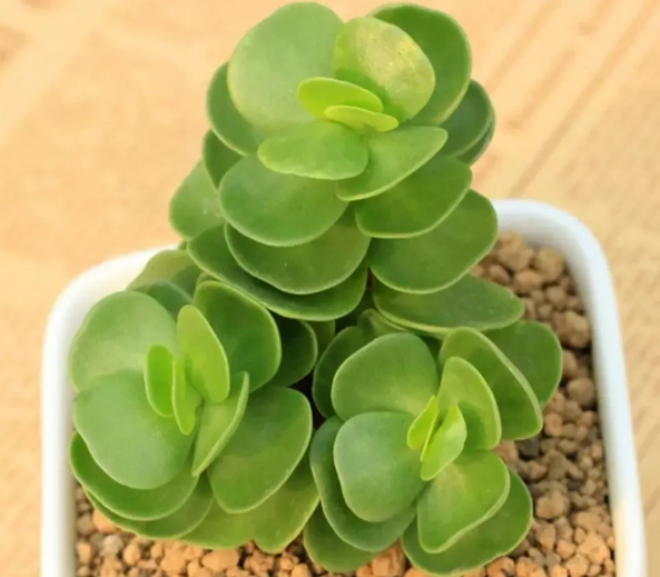 多肉植物盆栽照顧 多肉植物盆栽照顧