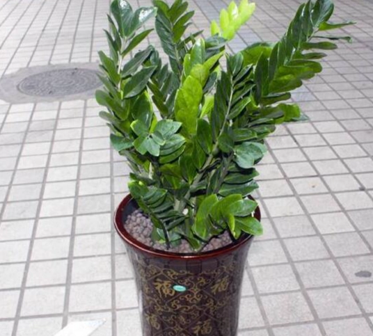 金錢樹換盆時機 金錢樹換盆時機