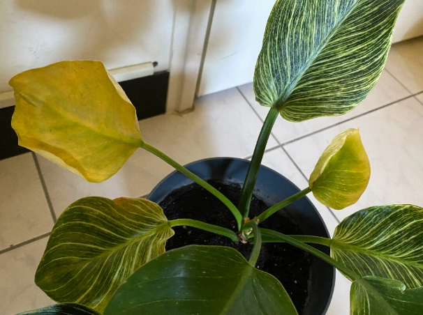 蔓绿绒照顾方法