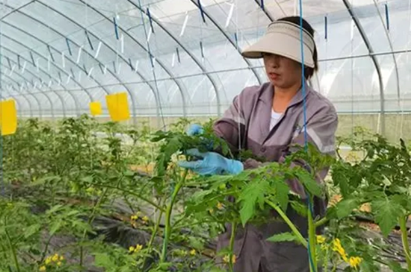 番茄施肥時機 番茄施肥時機