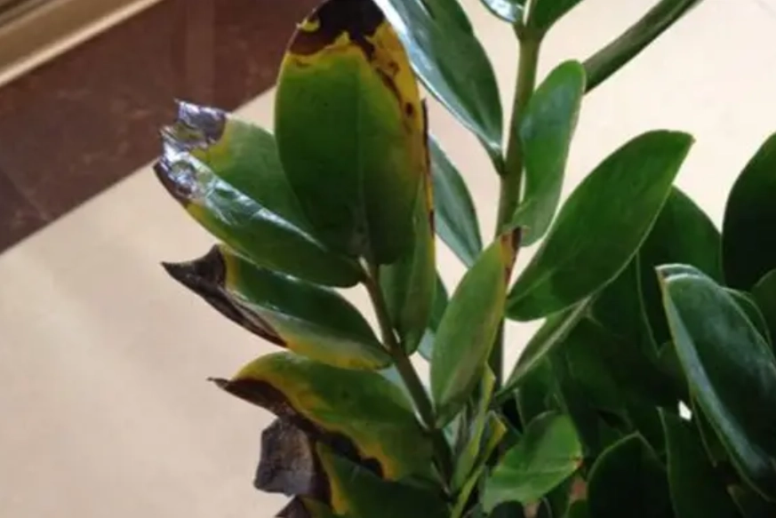 金錢樹葉子變黑 金錢樹葉子變黑