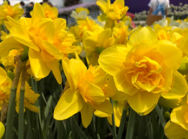 寵物花卉安全 寵物花卉安全