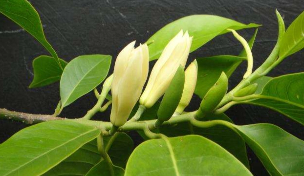 白蘭花照顧 白蘭花照顧