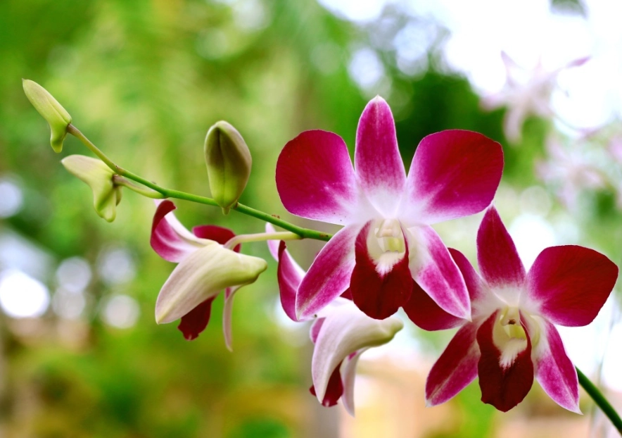 蘭花盆栽照顧 蘭花盆栽照顧