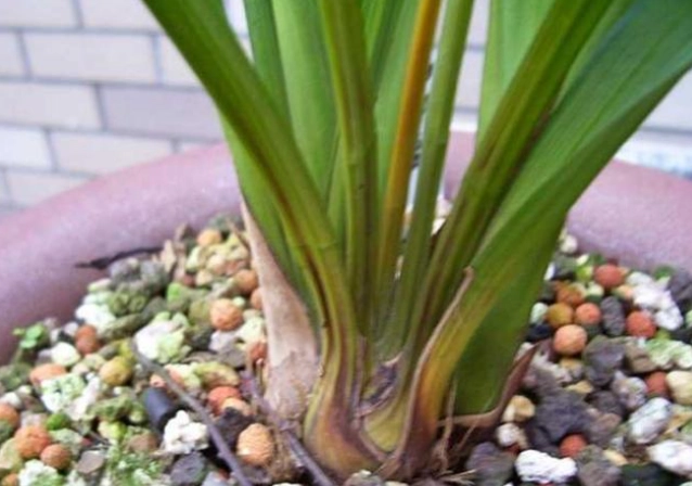 蘭花葉子發黃 蘭花葉子發黃